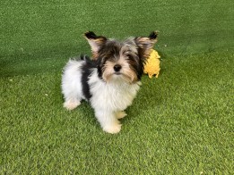 Biewer yorkshire terrier Puppy for sale